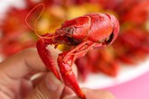 Loại tôm hùm siêu rẻ gây sốt thị trường và sự nguy hiểm gây hoang mang của loài "thủy quái" này Loại tôm hùm siêu rẻ gây sốt thị trường và sự nguy hiểm gây hoang mang của loài "thủy quái" này