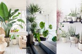 Mẹo biến cây xanh thành điểm nhấn đặc biệt trong nhà phố Mẹo biến cây xanh thành điểm nhấn đặc biệt trong nhà phố