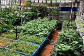 10.000 đồng cứu vườn rau sân thượng suốt mùa hè nắng nóng 10.000 đồng cứu vườn rau sân thượng suốt mùa hè nắng nóng