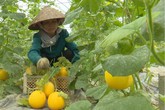 Trồng vườn dưa "Nữ hoàng" vàng ruộm, 75 ngày thu lãi trăm triệu Trồng vườn dưa "Nữ hoàng" vàng ruộm, 75 ngày thu lãi trăm triệu