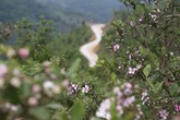 Thâm cung bí sử (180 - 3): Tai nạn trên đồi sim Thâm cung bí sử (180 - 3): Tai nạn trên đồi sim