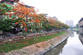Ngắm hàng phượng đỏ rực hai bờ sông Tô Lịch Ngắm hàng phượng đỏ rực hai bờ sông Tô Lịch