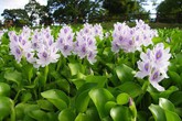 5 loại cây mọc hoang tại Việt Nam, sang nước ngoài thành 'thần dược' đắt giá 5 loại cây mọc hoang tại Việt Nam, sang nước ngoài thành 'thần dược' đắt giá