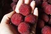 Giải nhiệt với quả thanh mai Tàu: Coi chừng nuốt dòi vào bụng Giải nhiệt với quả thanh mai Tàu: Coi chừng nuốt dòi vào bụng