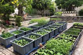 Khu vườn 100m² rau quả gì cũng có của mẹ đảm hai con xinh đẹp ở Sóc Trăng Khu vườn 100m² rau quả gì cũng có của mẹ đảm hai con xinh đẹp ở Sóc Trăng