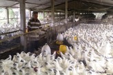 Nuôi loài gà mặt đen xì lông trắng toát, lãi 600 triệu đồng/năm Nuôi loài gà mặt đen xì lông trắng toát, lãi 600 triệu đồng/năm