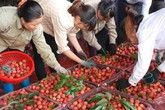 Hàng trăm chủ vựa Trung Quốc tranh mua, vải thiều Bắc Giang giá cao kỷ lục Hàng trăm chủ vựa Trung Quốc tranh mua, vải thiều Bắc Giang giá cao kỷ lục