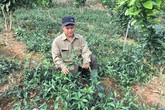 Trồng rau muống Nhật nơi heo hút, hái mớ nào thương lái khuân đi mớ đó Trồng rau muống Nhật nơi heo hút, hái mớ nào thương lái khuân đi mớ đó