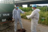 Hải Phòng: Phát hiện, thu giữ xe chở lợn chết nhiễm dịch tả lợn châu Phi Hải Phòng: Phát hiện, thu giữ xe chở lợn chết nhiễm dịch tả lợn châu Phi