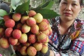 Vải thiều to như quả trứng bị đặt mua khi trái còn xanh lét Vải thiều to như quả trứng bị đặt mua khi trái còn xanh lét