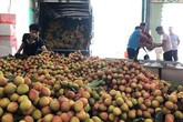 Ngay tại Bắc Giang, vải tươi loại 1 mua tại vườn giá 70.000 đồng/kg Ngay tại Bắc Giang, vải tươi loại 1 mua tại vườn giá 70.000 đồng/kg
