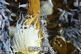 Quay video dưới đáy biển sâu 2.000m, thấy cảnh như ở ngoài hành tinh Quay video dưới đáy biển sâu 2.000m, thấy cảnh như ở ngoài hành tinh