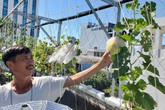 Ông bố Đà Nẵng chăm dưa lê, rau ngoại mơn mởn trên sân thượng siêu rộng Ông bố Đà Nẵng chăm dưa lê, rau ngoại mơn mởn trên sân thượng siêu rộng