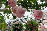 Cuộc sống bình yên của gia đình nhỏ trong ngôi nhà phủ kín hoa hồng ở Hà Nội Cuộc sống bình yên của gia đình nhỏ trong ngôi nhà phủ kín hoa hồng ở Hà Nội