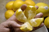 Cắt tư quả chanh đặt đầu giường, mẹ trẻ ngỡ ngàng thấy thành quả sau 1 đêm Cắt tư quả chanh đặt đầu giường, mẹ trẻ ngỡ ngàng thấy thành quả sau 1 đêm