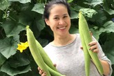 Thân Thúy Hà thu hoạch mướp ăn thay cơm Thân Thúy Hà thu hoạch mướp ăn thay cơm