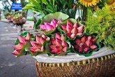 Cách phân biệt quỳ và sen chuẩn “không trượt phát nào”, thách thức dân bán hoa lừa đảo Cách phân biệt quỳ và sen chuẩn “không trượt phát nào”, thách thức dân bán hoa lừa đảo