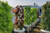 Sân thượng xanh um nhờ 'rừng rau' thẳng đứng Sân thượng xanh um nhờ 'rừng rau' thẳng đứng