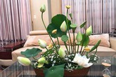 Thả 2 viên aspirin vào bình hoa sen, chơi cả tuần không hỏng Thả 2 viên aspirin vào bình hoa sen, chơi cả tuần không hỏng