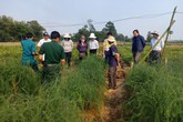 Đưa rau "vua" xuống ruộng, 6 tháng bán đã thu 36 triệu Đưa rau "vua" xuống ruộng, 6 tháng bán đã thu 36 triệu