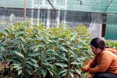 Thận trọng với sầu riêng Musang King, đừng tin lời quảng cáo Thận trọng với sầu riêng Musang King, đừng tin lời quảng cáo