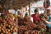 Trung Quốc thu hoạch 500.000 ha vải thiều, Việt Nam có lo? Trung Quốc thu hoạch 500.000 ha vải thiều, Việt Nam có lo?