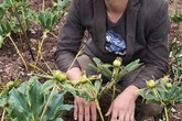 Thanh niên trồng cây tên lạ hoắc, kiếm trăm triệu mỗi năm Thanh niên trồng cây tên lạ hoắc, kiếm trăm triệu mỗi năm
