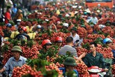 Trung Quốc chỉ mua trái cây Việt Nam… không có lá? Trung Quốc chỉ mua trái cây Việt Nam… không có lá?