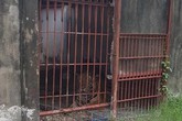 Vụ hổ tấn công người ở Bình Dương: Đã nhiều lần vận động giao nộp hổ nhưng bất thành Vụ hổ tấn công người ở Bình Dương: Đã nhiều lần vận động giao nộp hổ nhưng bất thành
