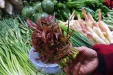 Loại rau đầy rẫy ở nông thôn nhưng vào siêu thị bán với giá hơn 400.000 đồng/nửa kg Loại rau đầy rẫy ở nông thôn nhưng vào siêu thị bán với giá hơn 400.000 đồng/nửa kg