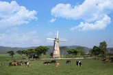 Vinamilk và những bước đi chiến lược trong 30 năm phát triển ngành chăn nuôi bò sữa Vinamilk và những bước đi chiến lược trong 30 năm phát triển ngành chăn nuôi bò sữa