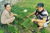 Cuộc sống giản dị ăn cơm cá kho, tưới cây, nhặt cỏ của Hoài Linh Cuộc sống giản dị ăn cơm cá kho, tưới cây, nhặt cỏ của Hoài Linh