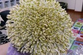 Chỉ 1 lạng đậu và 1 chiếc khăn, ủ đúng 3 ngày có giá đỗ mập ú, ăn đã đời Chỉ 1 lạng đậu và 1 chiếc khăn, ủ đúng 3 ngày có giá đỗ mập ú, ăn đã đời