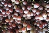 Những loại hoa quả Việt Nam đã hết mùa nhưng hàng Trung Quốc vẫn bán nhan nhản Những loại hoa quả Việt Nam đã hết mùa nhưng hàng Trung Quốc vẫn bán nhan nhản