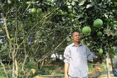 Độc đáo bưởi da xanh ruột tím ở Đà thành Độc đáo bưởi da xanh ruột tím ở Đà thành