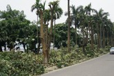 Hàng trăm cây hoa sữa ở Hà Nội bị chặt cành, cưa ngọn trong đêm Hàng trăm cây hoa sữa ở Hà Nội bị chặt cành, cưa ngọn trong đêm