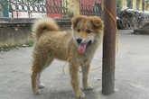 Tắm cho chó, 2 vợ chồng bị điện giật chết thương tâm ở Thái Bình Tắm cho chó, 2 vợ chồng bị điện giật chết thương tâm ở Thái Bình