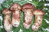 Mùa ăn chay bàng hoàng với những cây nấm giá khoảng 5 chỉ vàng/kg Mùa ăn chay bàng hoàng với những cây nấm giá khoảng 5 chỉ vàng/kg