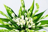 Vì sao hoa huệ được nhiều người chọn cúng mùa Vu lan? Vì sao hoa huệ được nhiều người chọn cúng mùa Vu lan?