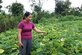 Đắk Lắk: Người dân điêu đứng vì trồng bí không có trái Đắk Lắk: Người dân điêu đứng vì trồng bí không có trái