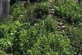 Ly kỳ vụ án thi thể nữ tiếp viên trong căn nhà hoang Ly kỳ vụ án thi thể nữ tiếp viên trong căn nhà hoang