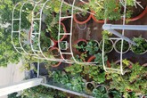 Sở hữu sân thượng rộng đến 200m², mẹ đảm ở Sài Gòn khiến nhiều người bất ngờ với "trang trại" rau quả tự trồng Sở hữu sân thượng rộng đến 200m², mẹ đảm ở Sài Gòn khiến nhiều người bất ngờ với "trang trại" rau quả tự trồng