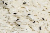 Mối mọt "chạy mất dép" vì để thứ này vào thùng gạo Mối mọt "chạy mất dép" vì để thứ này vào thùng gạo