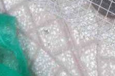 Cận cảnh bẫy rắn hổ mang chúa dài hàng mét, từng tấn công người đi đường tại khu đô thị Hà Nội Cận cảnh bẫy rắn hổ mang chúa dài hàng mét, từng tấn công người đi đường tại khu đô thị Hà Nội