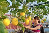 Gia đình Hà Nội bội thu dưa trên sân thượng Gia đình Hà Nội bội thu dưa trên sân thượng