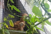 Khó tin với hoa trái xum xuê, gà đẻ trứng trên ban công chung cư Sài Gòn Khó tin với hoa trái xum xuê, gà đẻ trứng trên ban công chung cư Sài Gòn