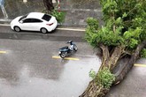 Nhiều cây xanh ở nhiều tỉnh thành bị quật đổ do bão số 3, trời tiếp tục mưa lớn Nhiều cây xanh ở nhiều tỉnh thành bị quật đổ do bão số 3, trời tiếp tục mưa lớn