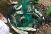 Sau mưa ngập, người dân Thủ đô hào hứng bắt hàng tấn cá dưới sông Kim Ngưu Sau mưa ngập, người dân Thủ đô hào hứng bắt hàng tấn cá dưới sông Kim Ngưu