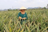 Bất cập trong sử dụng đất tại các nông, lâm trường xứ Thanh: Lãng phí tài nguyên, đi ngược kỳ vọng Bất cập trong sử dụng đất tại các nông, lâm trường xứ Thanh: Lãng phí tài nguyên, đi ngược kỳ vọng