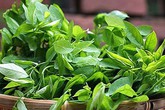 Những điều cấm kỵ khi ăn rau ngót Những điều cấm kỵ khi ăn rau ngót